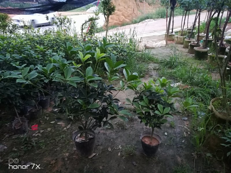 五彩桂花珍珠彩叶桂金桂