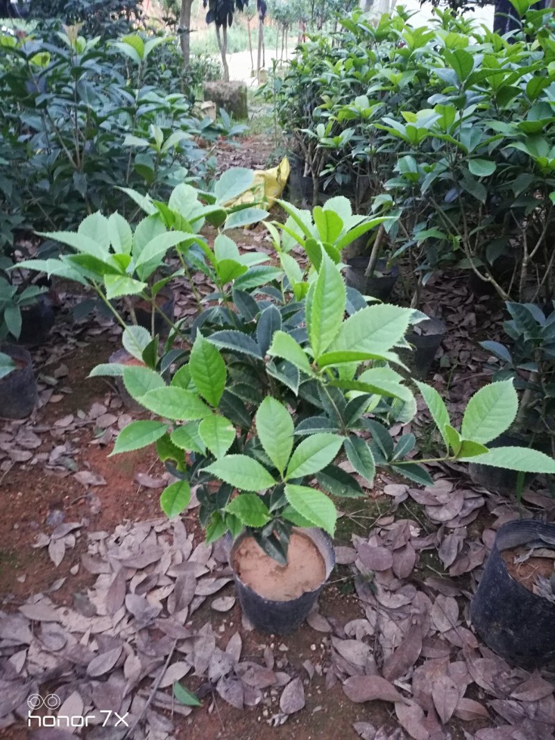 五彩桂花珍珠彩叶桂金桂
