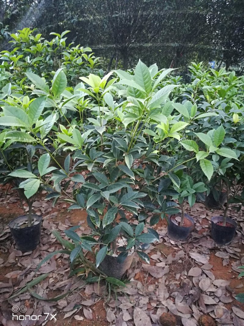 五彩桂花珍珠彩叶桂金桂
