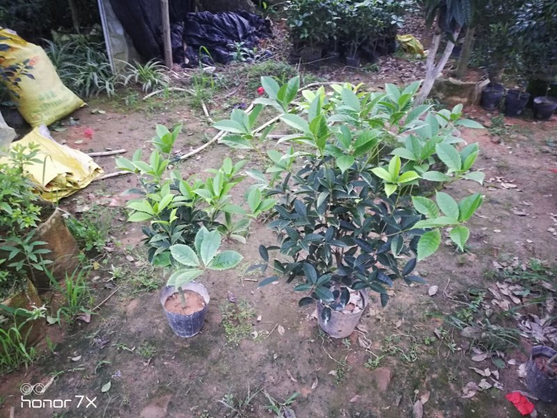 五彩桂花珍珠彩叶桂金桂