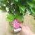 夏日系列重瓣杜鹃茶四季开花
