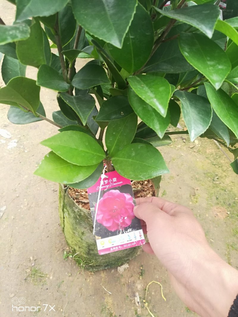 夏日系列重瓣杜鹃茶四季开花