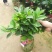 夏日系列重瓣杜鹃茶四季开花