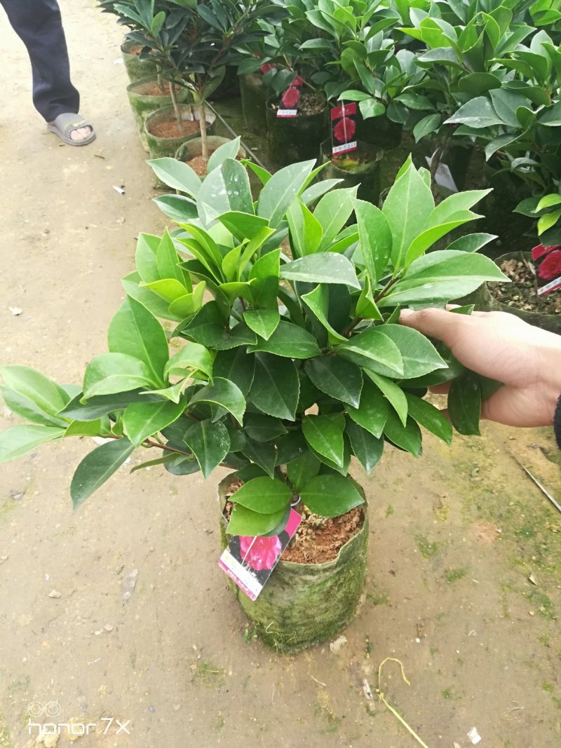 夏日系列重瓣杜鹃茶四季开花