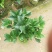 夏日系列重瓣杜鹃茶四季开花