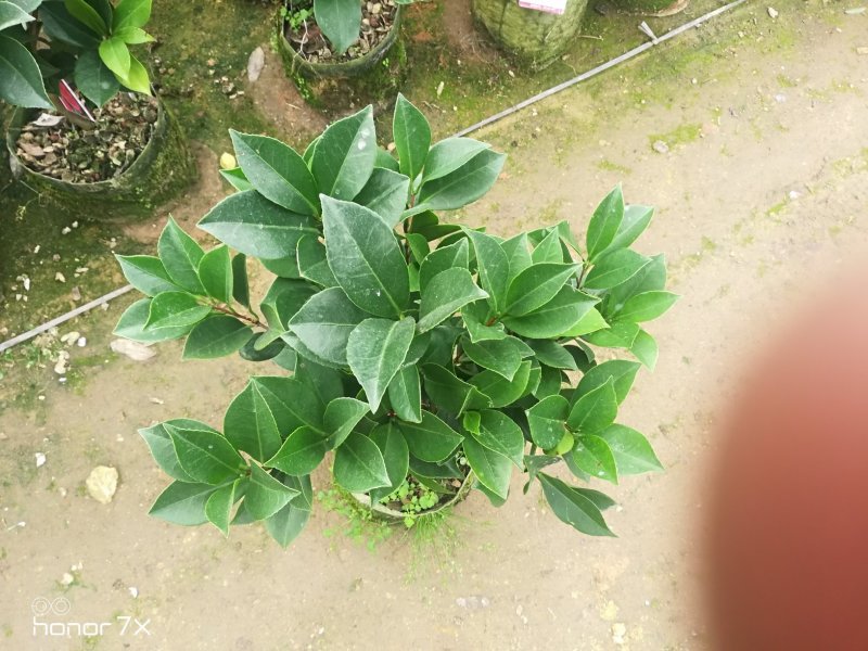 夏日系列重瓣杜鹃茶四季开花