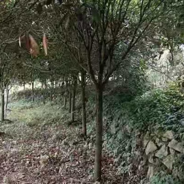 桂花
