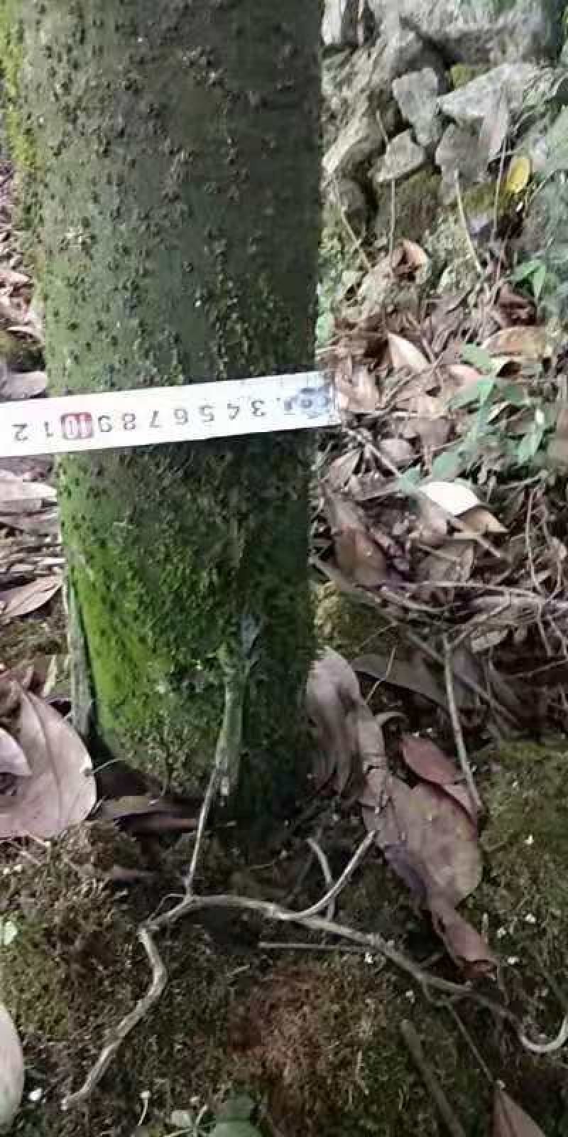 桂花