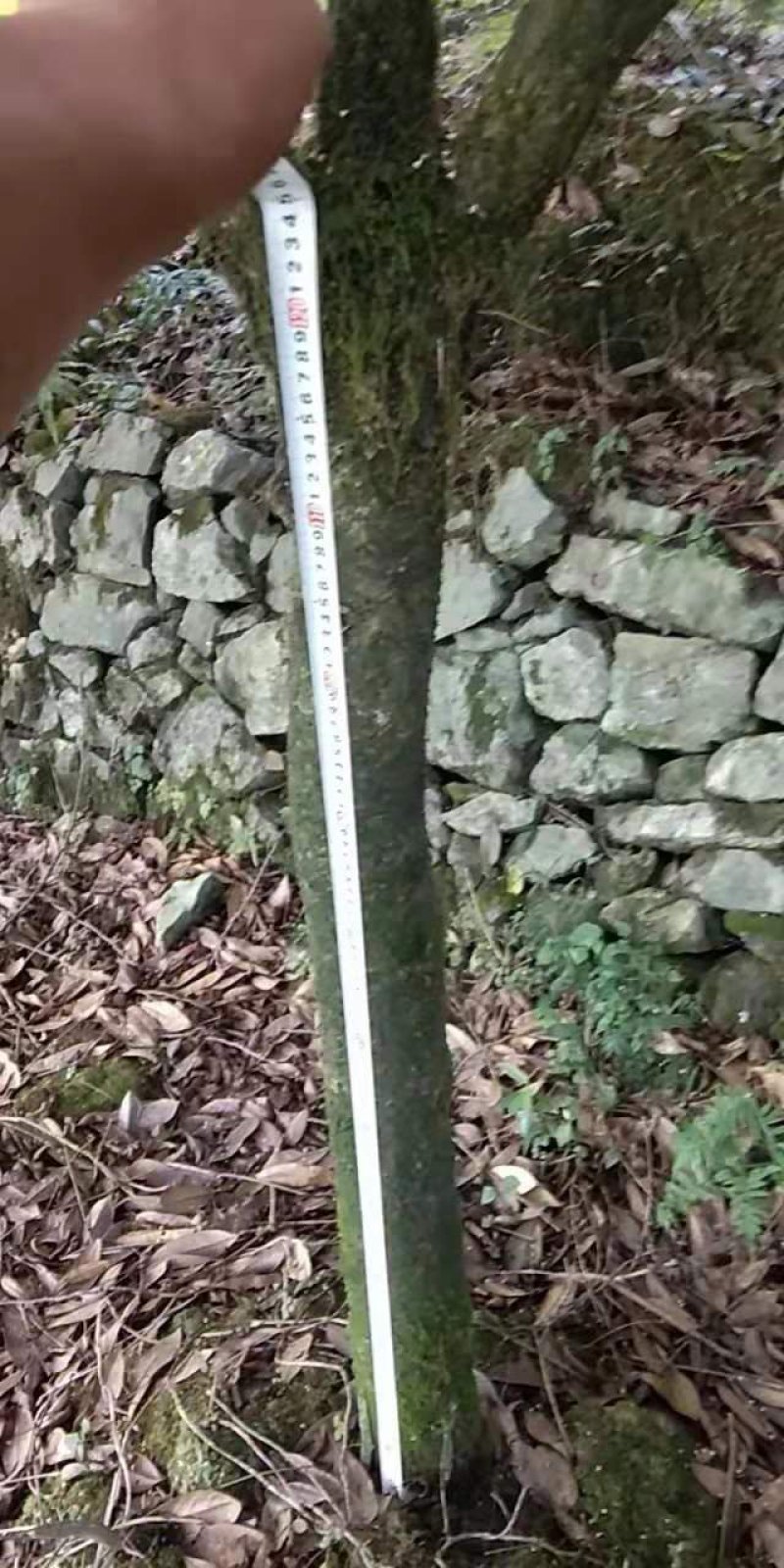 桂花