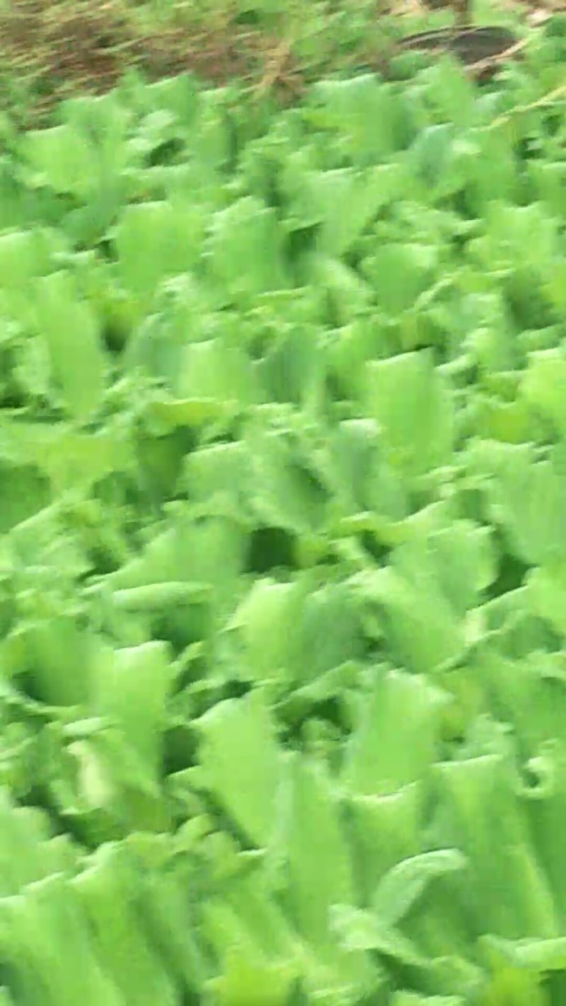 水芙蓉，水葫芦