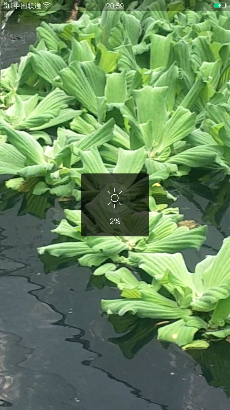 水芙蓉，水葫芦