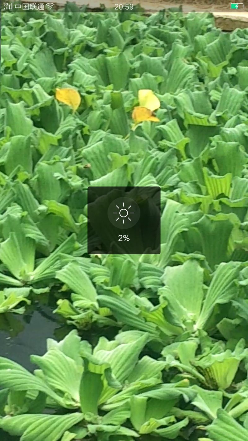 水芙蓉，水葫芦
