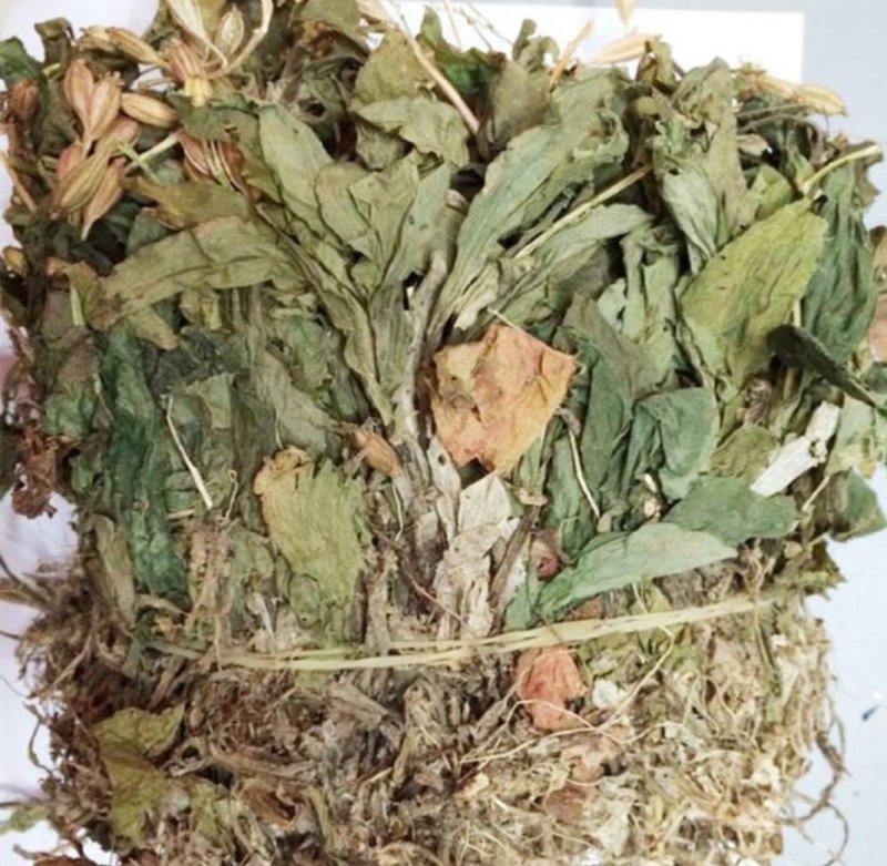 见血清，道地药材，质优价实，品质保证，药典标准，一公斤起