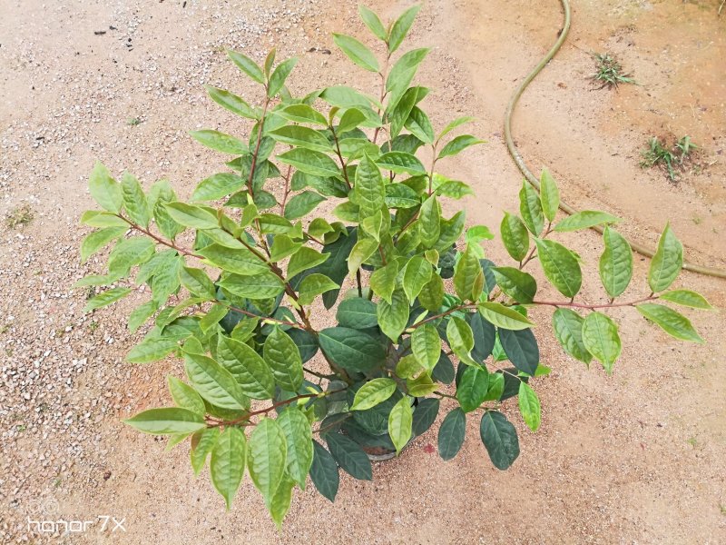 金花茶茶花四季茶花防城凹脉黄尊