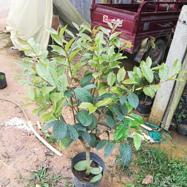 金花茶茶花四季茶花防城凹脉黄尊