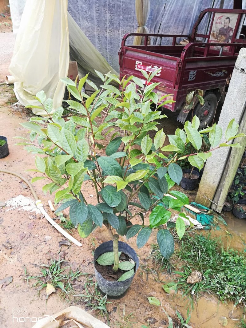金花茶茶花四季茶花防城凹脉黄尊