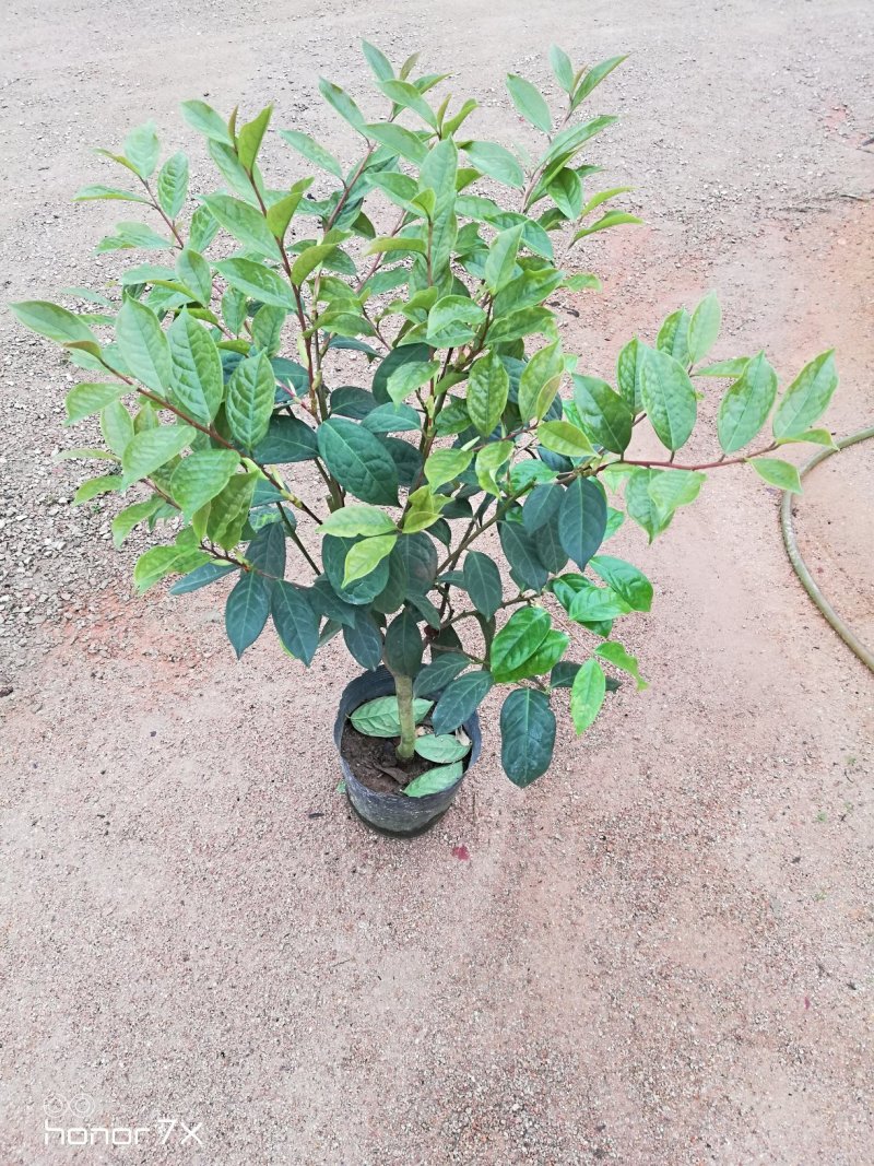 金花茶茶花四季茶花防城凹脉黄尊