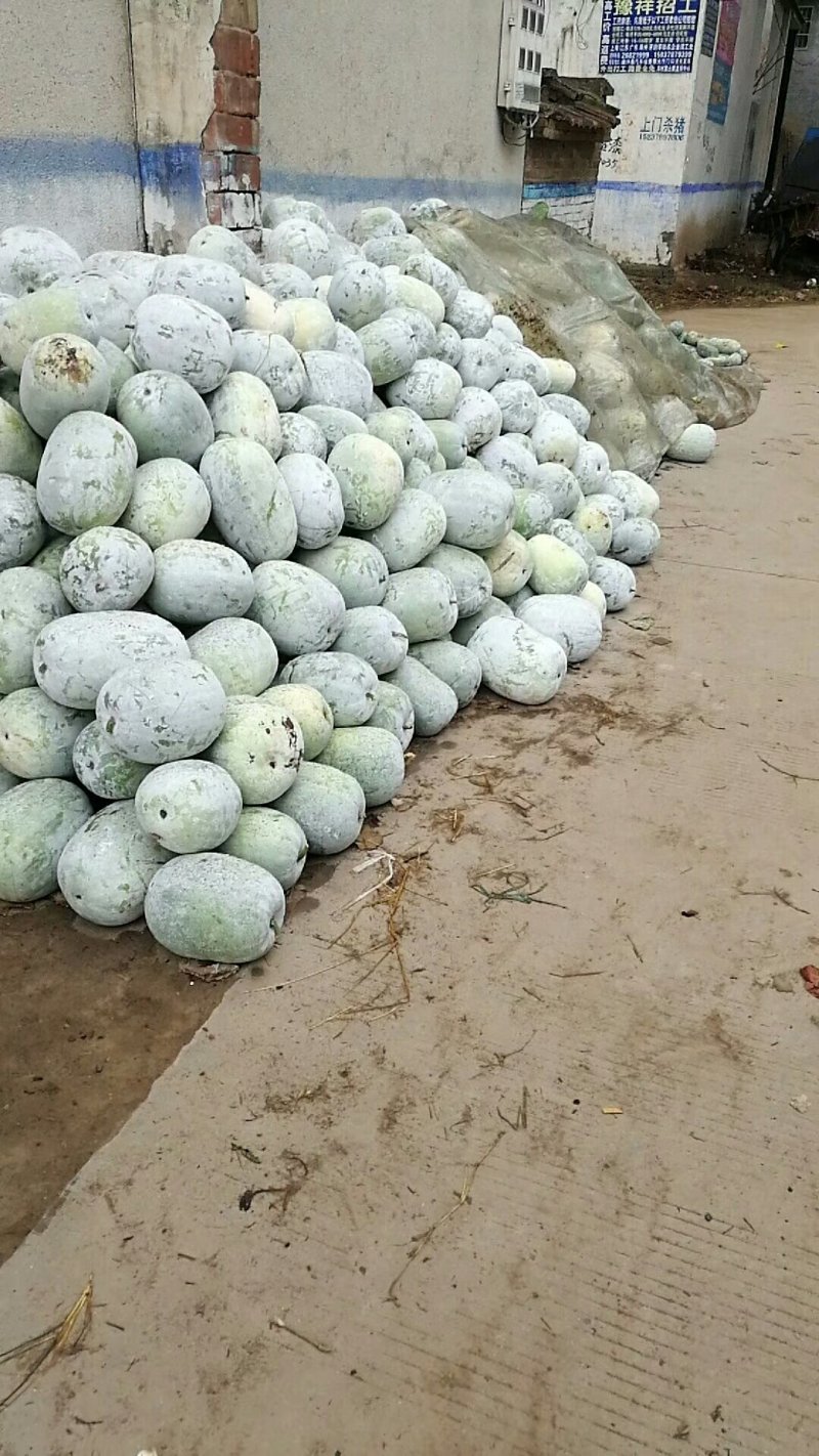 小圆瓜大量上市啦！有需要的老板联系啦！