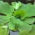水芙蓉，水葫芦