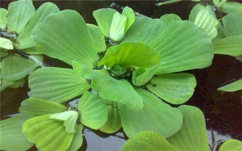 水芙蓉，水葫芦