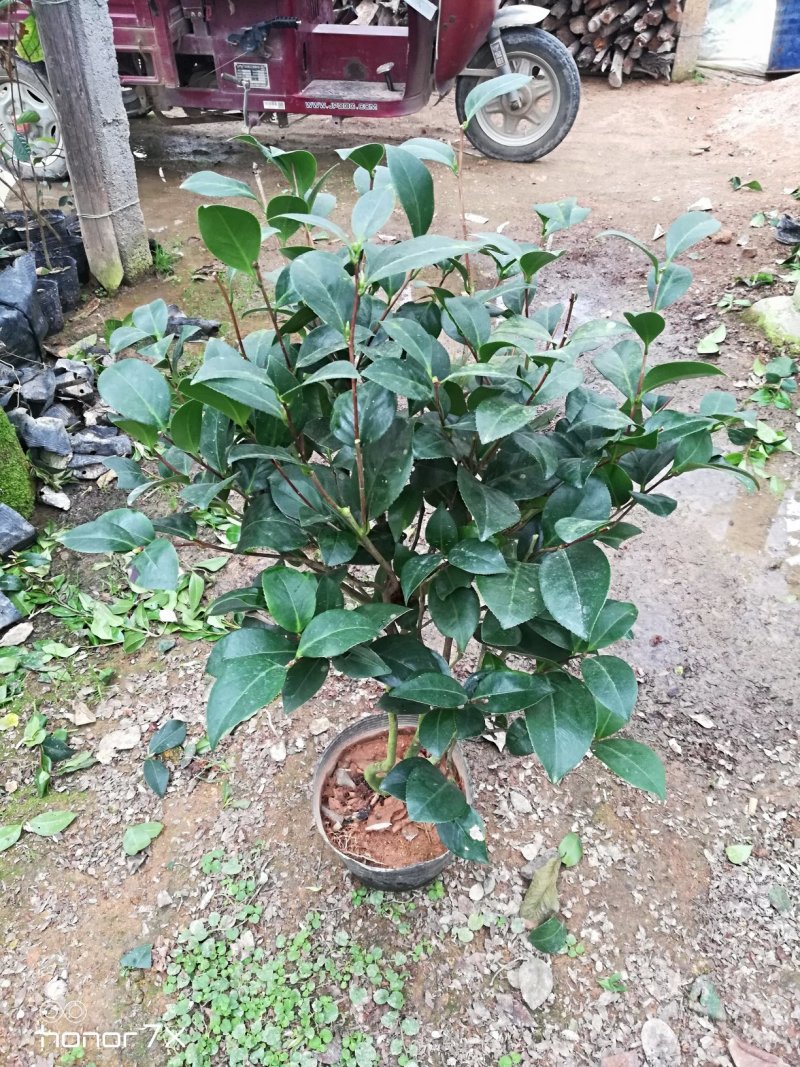 福建大五宝茶花五色芙蓉五色赤丹茶花