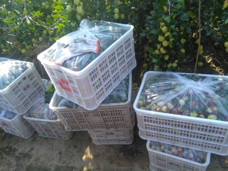 山东潍坊【梨枣】口感脆嫩,味道甘甜个头大欢迎抢购