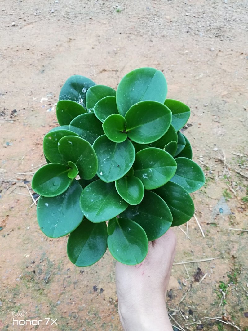 豆瓣绿碧玉水培植物草本