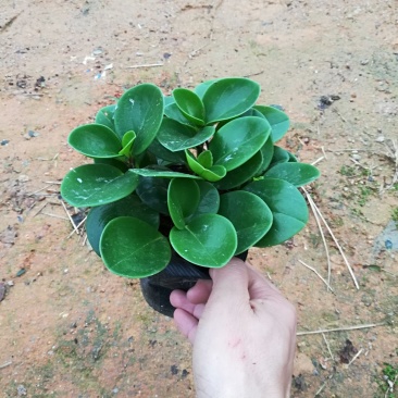 豆瓣绿碧玉水培植物草本