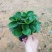 豆瓣绿碧玉水培植物草本