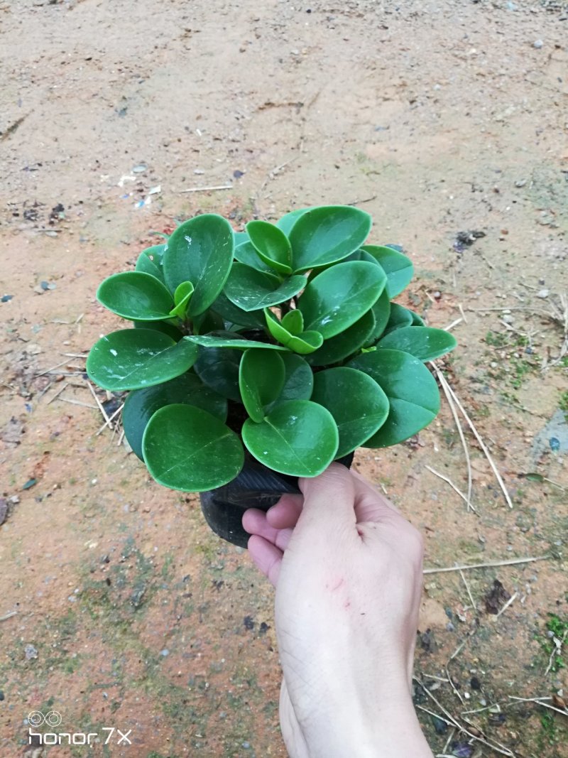 豆瓣绿碧玉水培植物草本