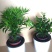 竹柏绿植草本绿化植物盆栽