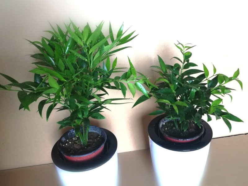 竹柏绿植草本绿化植物盆栽