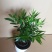 竹柏绿植草本绿化植物盆栽