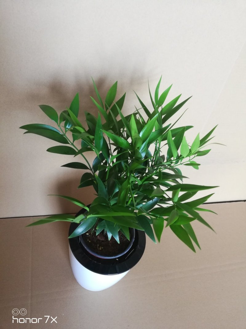竹柏绿植草本绿化植物盆栽