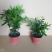 竹柏绿植草本绿化植物盆栽