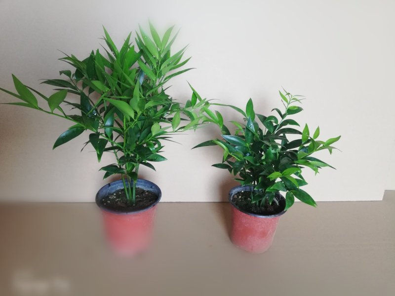 竹柏绿植草本绿化植物盆栽