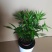 竹柏绿植草本绿化植物盆栽
