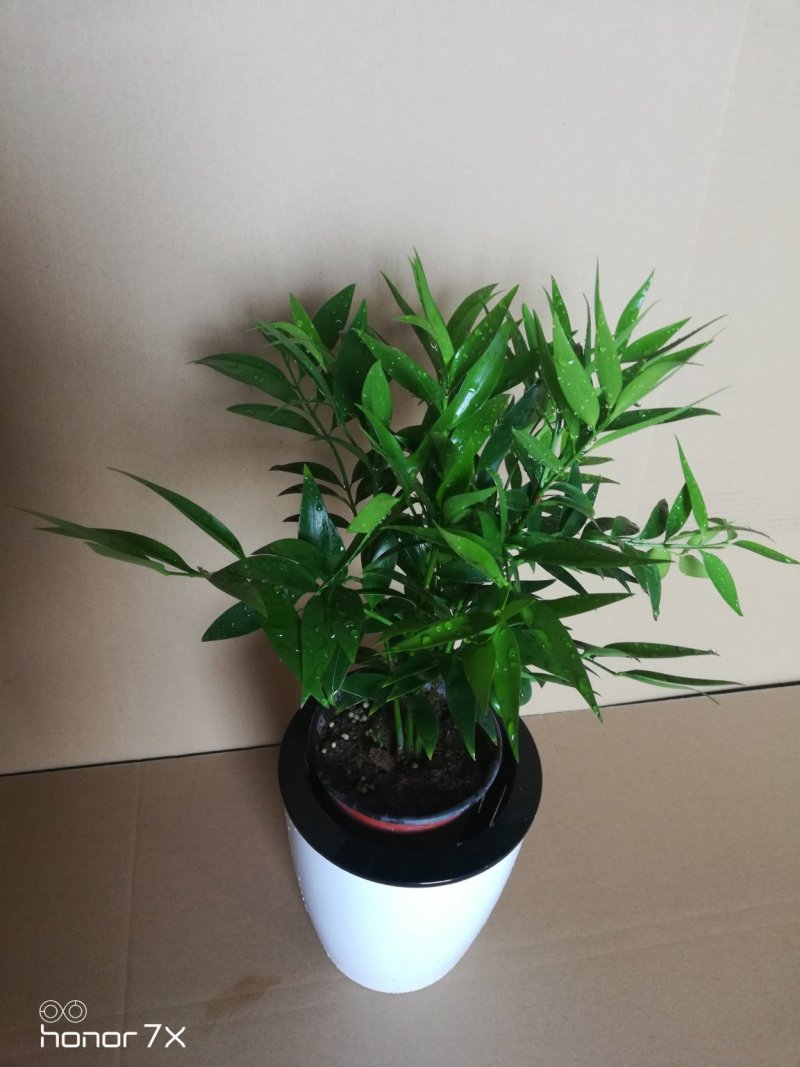 竹柏绿植草本绿化植物盆栽