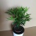 竹柏绿植草本绿化植物盆栽