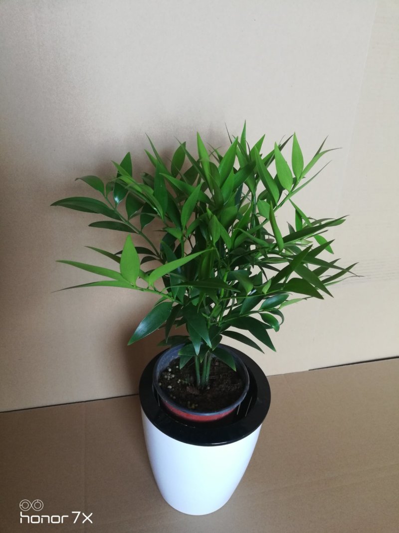 竹柏绿植草本绿化植物盆栽