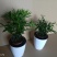 竹柏绿植草本绿化植物盆栽
