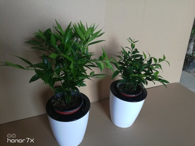 竹柏绿植草本绿化植物盆栽