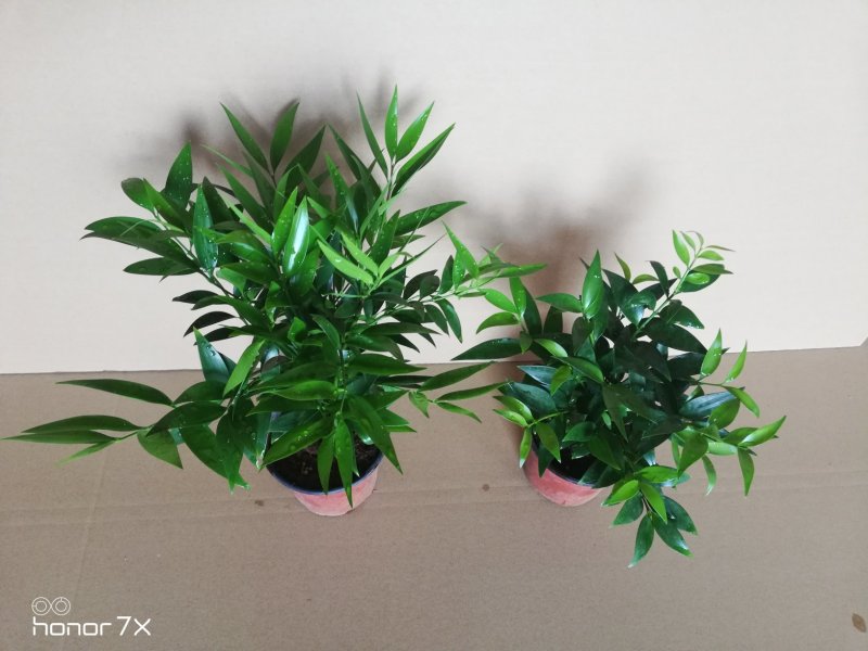竹柏绿植草本绿化植物盆栽