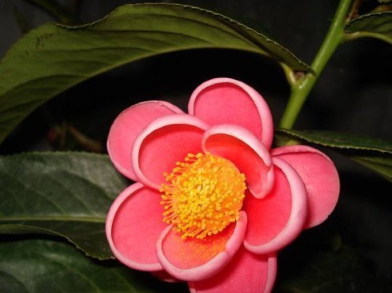 越南抱茎四季海棠茶花四季开花