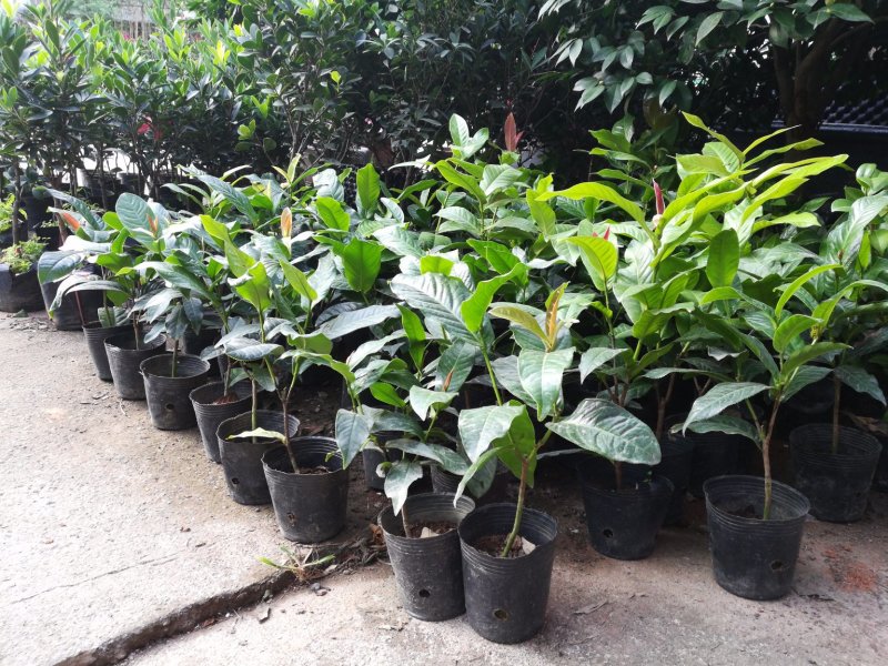 越南抱茎四季海棠茶花四季开花