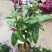 越南抱茎四季海棠茶花四季开花