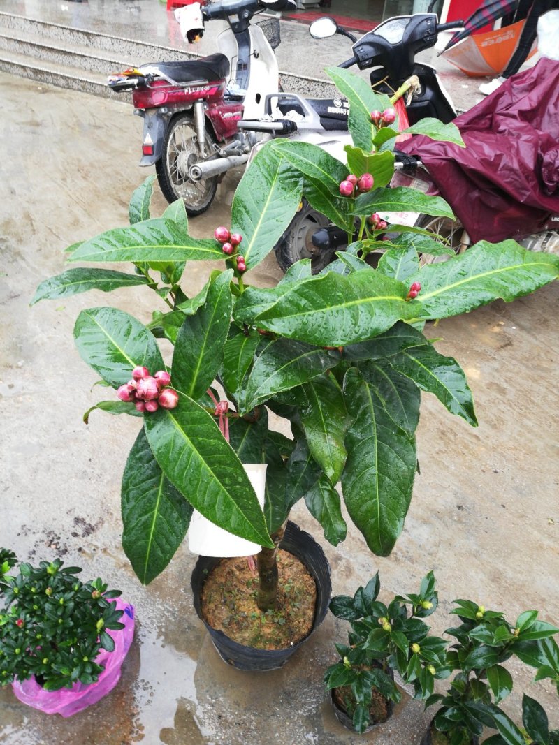 越南抱茎四季海棠茶花四季开花