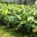 越南抱茎四季海棠茶花四季开花
