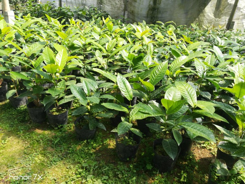 越南抱茎四季海棠茶花四季开花