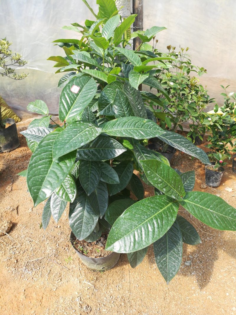 越南抱茎四季海棠茶花四季开花